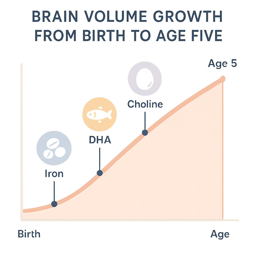 Timeline of rapid brain growth from birth to age five