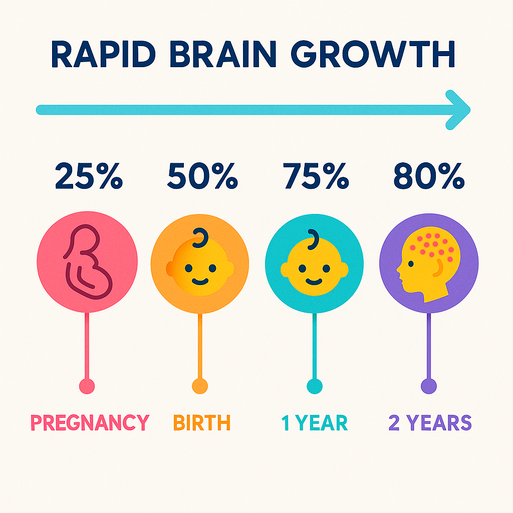 Timeline of brain growth 0–24 months