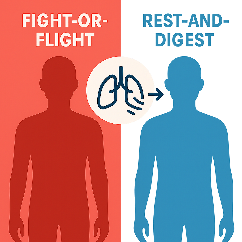 Illustration of breath shifting body from red fight-or-flight to blue rest-and-digest