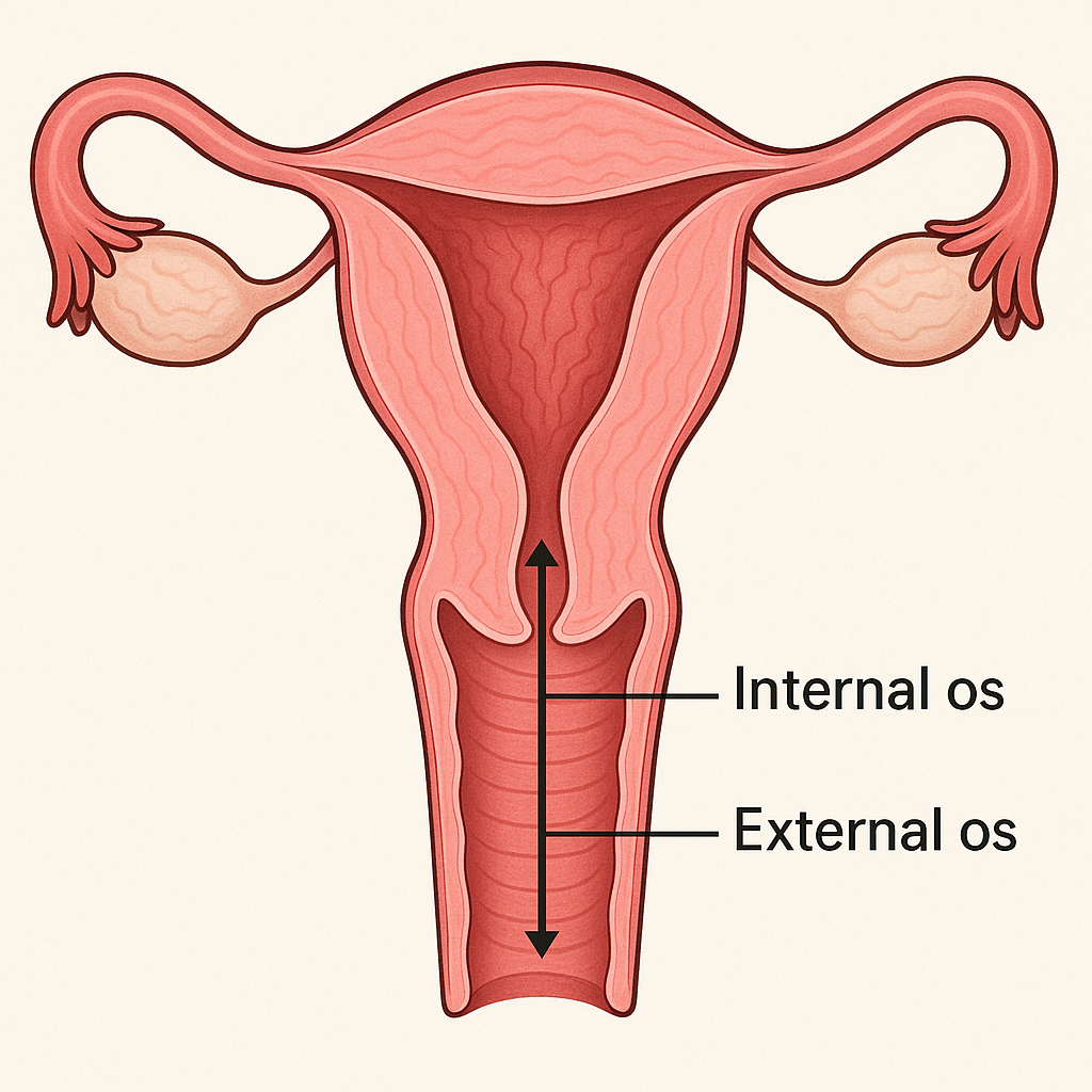 Diagram of cervix with length markers