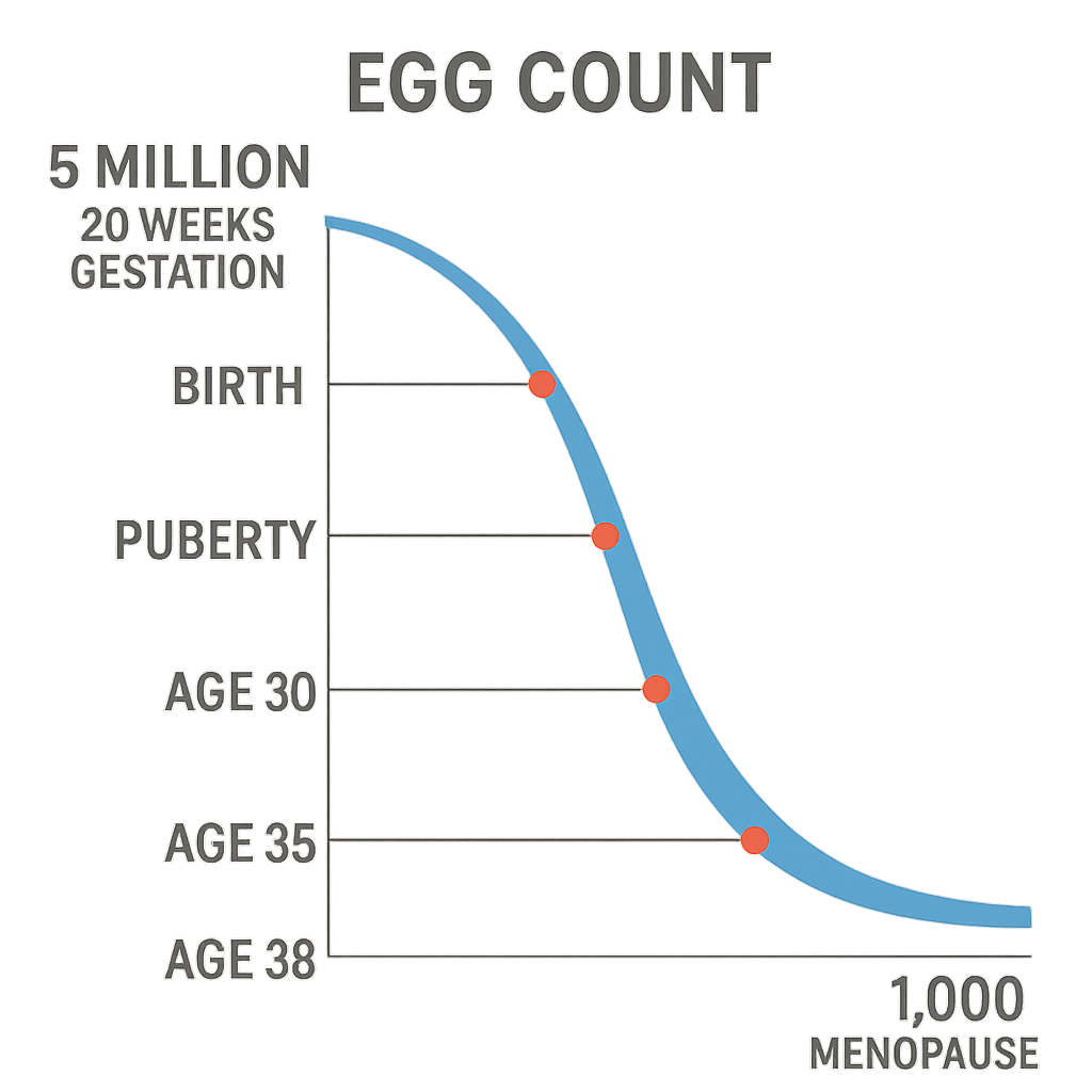 Timeline of egg decline by age
