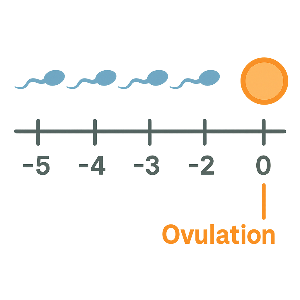 Timeline comparing egg and sperm survival