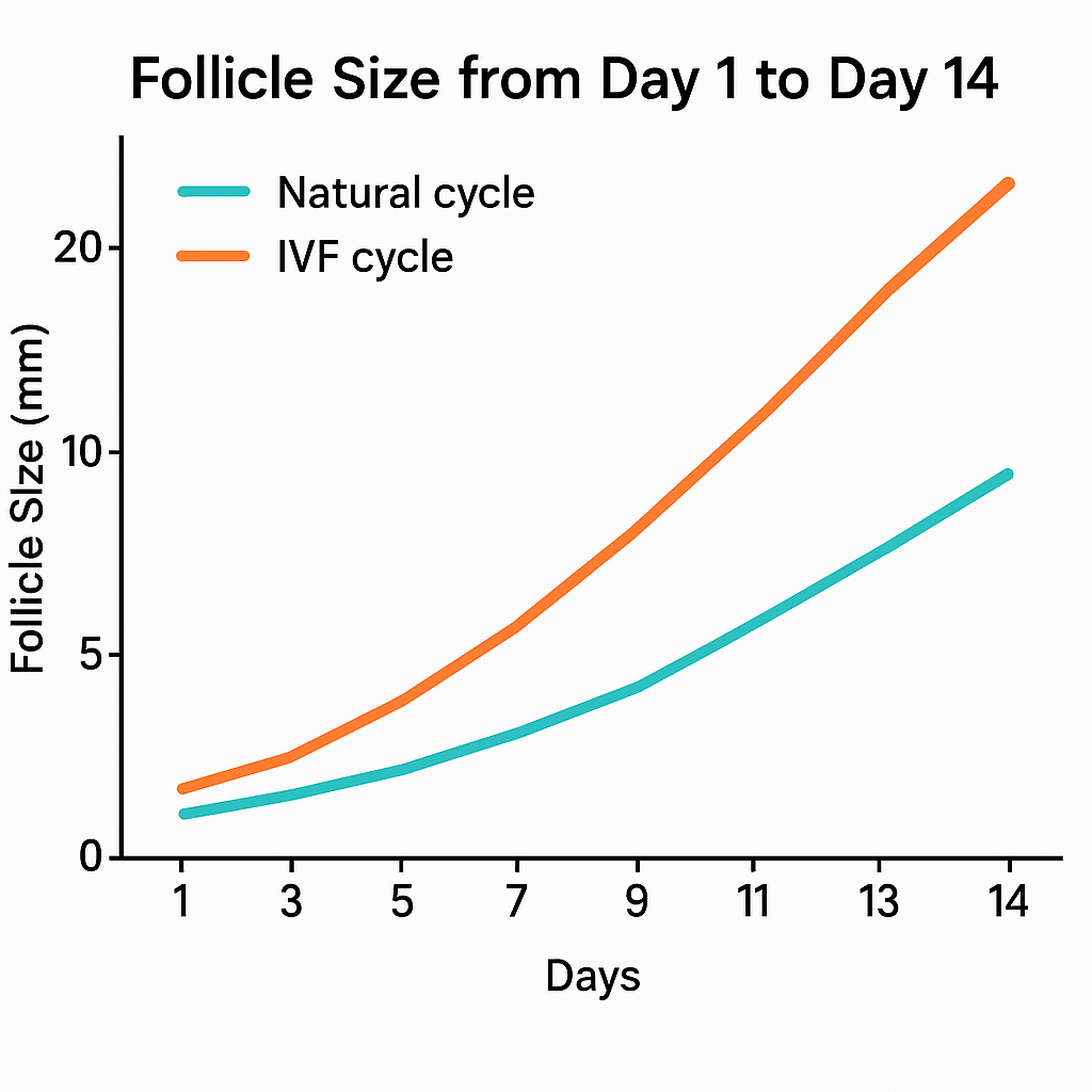 Line graph comparing natural vs. IVF follicle growth