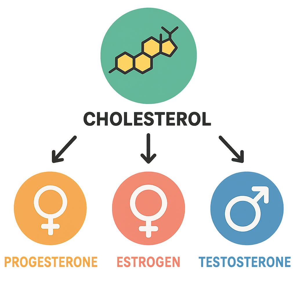 Simple hormone pathway diagram showing cholesterol converting into progesterone, estrogen, and testosterone