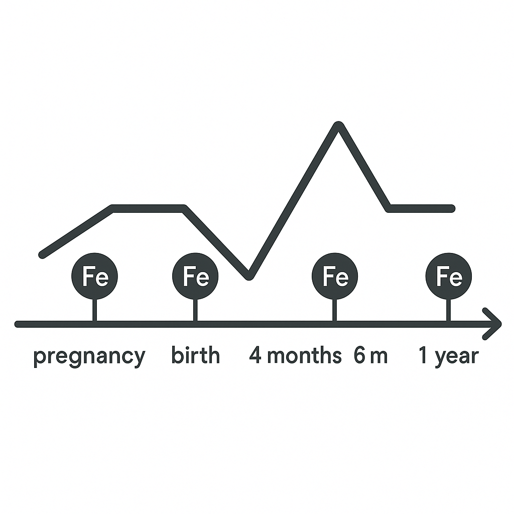 Timeline of iron needs from pregnancy to age 2