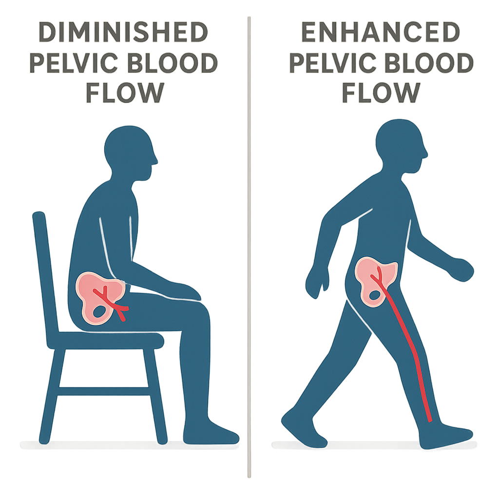 Before-and-after pelvic blood-flow graphic