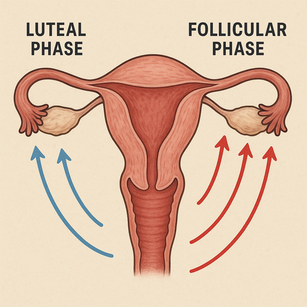 Illustration of uterine waves during the cycle